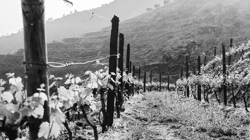 cepas de viñas con montaña al fondo Teira Avogados