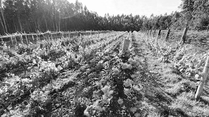 cepas de viñas Teira Avogados